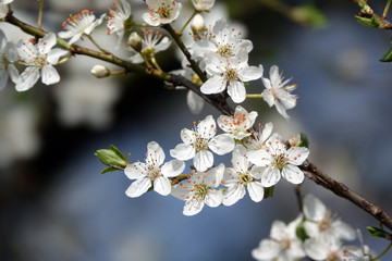 Obraz premium Kirschblüten