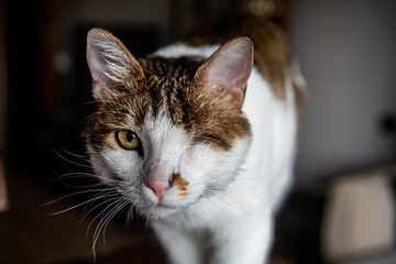 A cat is giving birth