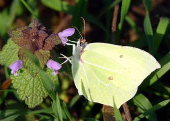 Zitronenfalter (Gonepteryx rhamni)