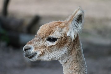 Obraz premium frisch geschorenes Alpkka