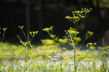green peduncle with yellow flowers, screensaver, blurred background