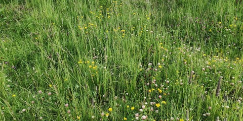 field of green grass