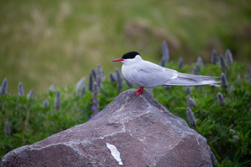 Arctic Tern
