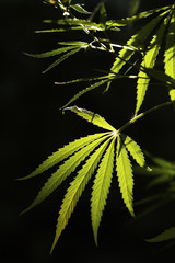 The marijuana plants on a dark background. The texture of the leaves of cannabis. Selective focus.