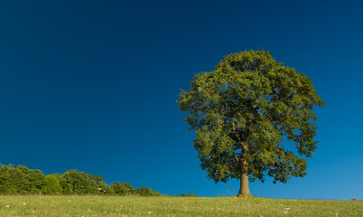 Obraz premium Field with a tree on a background of dark blue sky