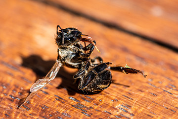 A close up macro photo of a bee