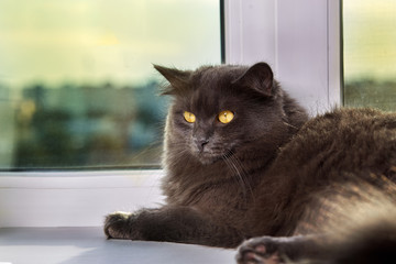 Gray cat Nebelung cat is lying on the windowsill at home.