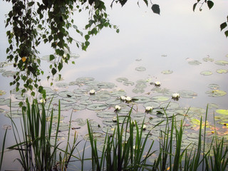Blooming white lilies on the water surface of the pond. Beautiful flowering aquatic plant. Many white water lilies on the lake.
