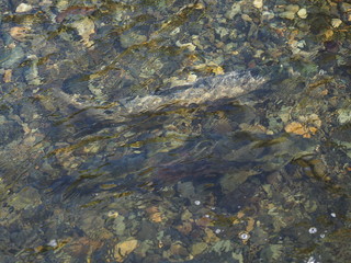 Salmon run