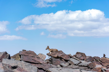 Fauna de Sierra Nevada,Granada,Espa&ntilde;a.