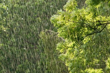 Fresh green tree branches in heavy rainfall - environment, nature preservation concept