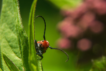 milkweed beetle on milkweed