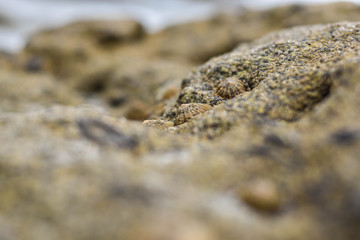 Lapas pegadas a una piedra