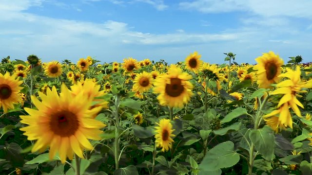 A field of Sunflowers blowing in a strong wind on a sunny day