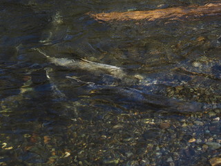 Salmon run