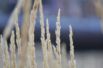 dry yellow grass on the river Bank, near the bridge. dried flowers, plants in the city during the drought
