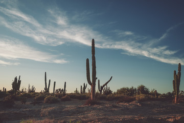 sunset with cactus in mexico - faded style