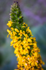 Beautiful summer flowers on a garden flowerbed close-up shot on a bright summer sunny day.