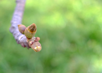 Green buds on a tree, ready to open, baobab plant (Adansonia).