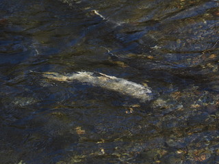 Obraz premium Salmon run