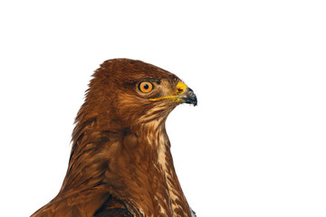 The common buzzard (Buteo buteo), isolated portrait.