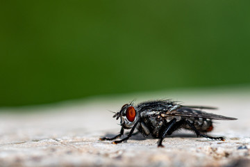 A close up macro photo of a fly