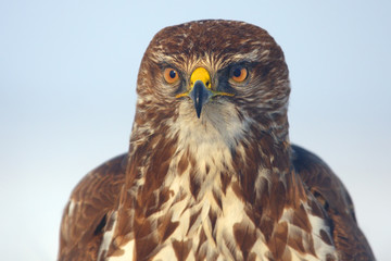 The common buzzard (Buteo buteo), portrait.