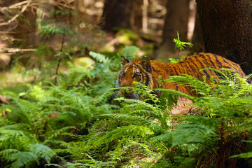 The Siberian tiger (Panthera tigris tigris),also called Amur tiger (Panthera tigris altaica) on a...