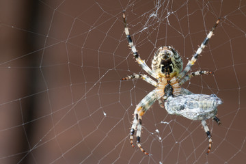 A Spider With Its Prey