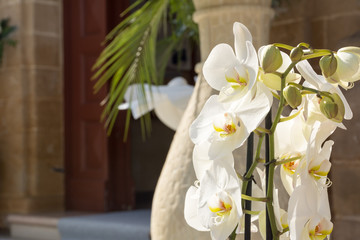 Close Up of Orchid Flower for Decoration of Wedding Day