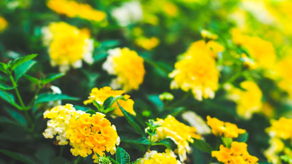 Little yellow flower with Tropical leaves, abstract green leaves texture, nature background