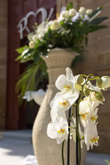 Close Up of Orchid Flower for Decoration of Wedding Day