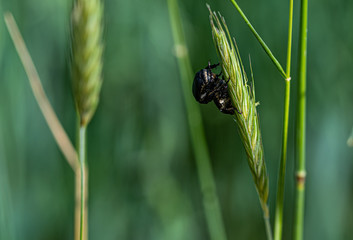 Bugs in the field of wheat