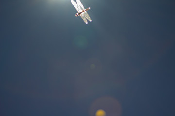 Obraz na płótnie Canvas dragonfly in sky