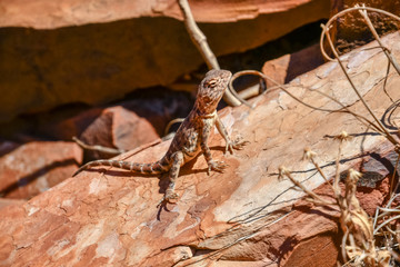 Lizard sitting on hot stone at Karijini National Park