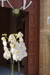 Close Up of Orchid Flower for Decoration of Wedding Day