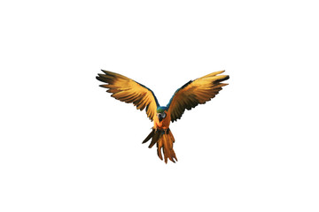 Fototapeta premium One macaw bird flying, white background.
