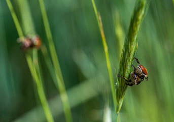 Bugs in the field of wheat