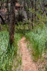 Obraz premium Path through grass and eucalyptus trees at the bottom of Dales Gorge at Karijini National Park