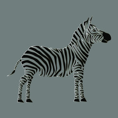 Animal vector illustration. Wild african zebra. beauty nature in vector design. Good for brand logo, wallpers, background, zoo ads. Simply and trendy flat silhouette graphic. From nature set.   