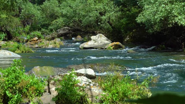 Mysterious mountainous jungle with trees bent over a rapid stream with rapids. Magical landscape of rainforest and river with rocks. . Georgia, Dashbashi.