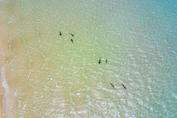 Reef sharks breeding grounds at Ningaloo Reef Coral Bay