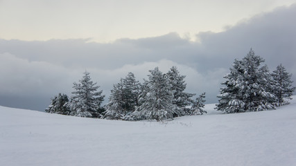 Pine trees in the mountains before the snow storm, landscape.