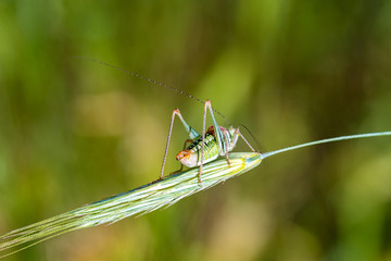 Bugs in the field of wheat