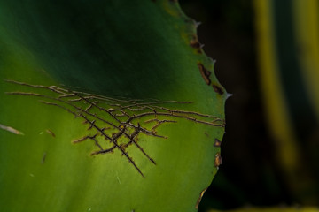 Background or texture from a leaf, green and big with cracks aloe. Wrinkles and streaks
