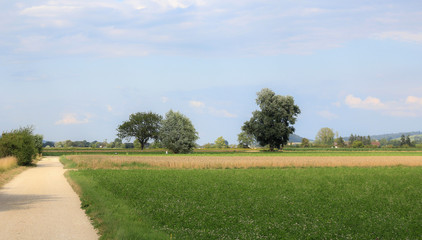 Field And Trees