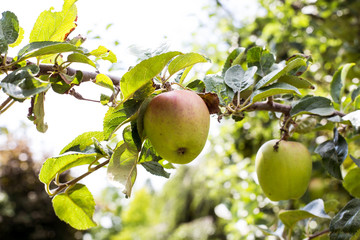 Fresh ripe apples hanging from a tree in the summer season, ready for harvest sunlight