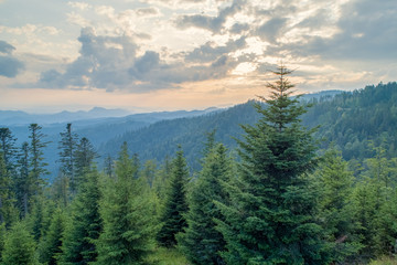 Sunset in the mountains. Forests and white clouds in the sky_1