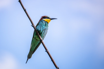 a rainbow Bee-eater bird sitting on a branch