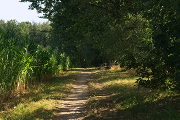 small trail between a cornfield and a forrest